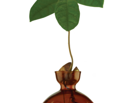 Avocado Vase - Russet Brown For Cheap